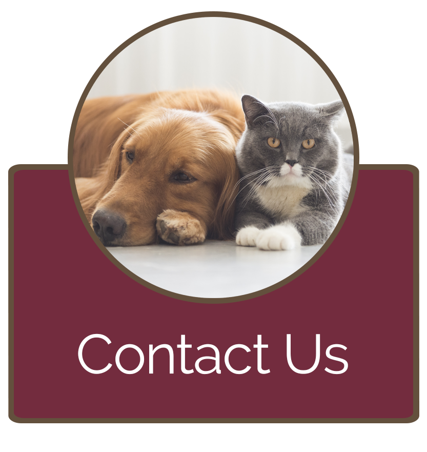 Contact Brooklyn Veterinary Hospital