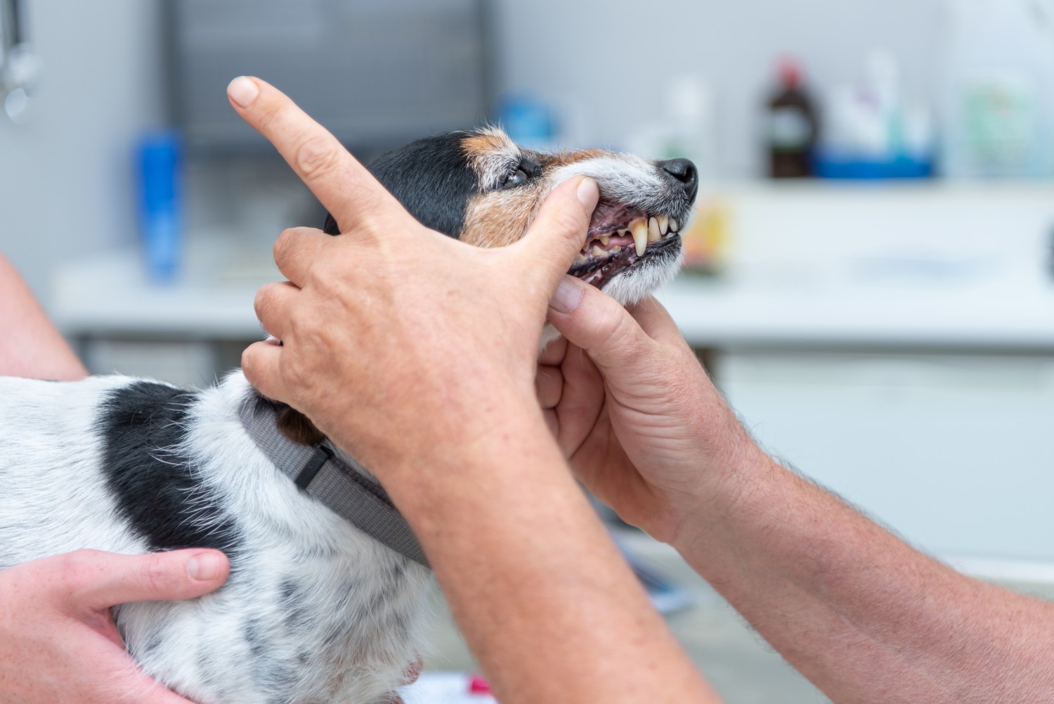 Let's take a peek at those teeth!